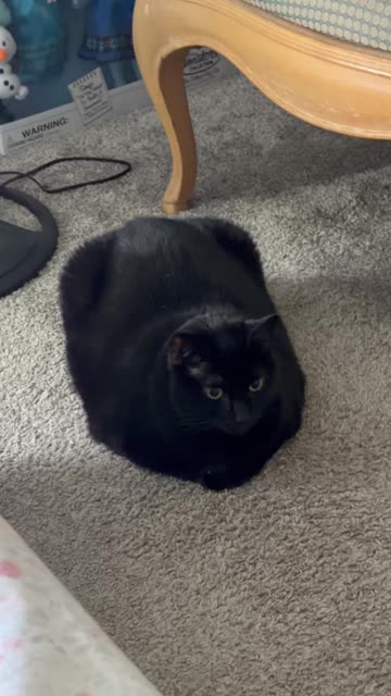 Cute Precious Piper is a Guest Room Loaf - My Adopted Shelter Cat Vlog. #shorts