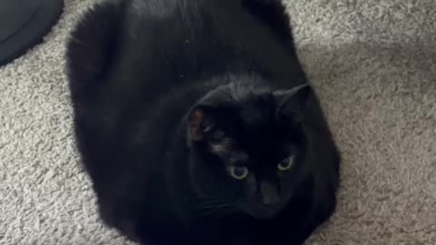 Cute Precious Piper is a Guest Room Loaf - My Adopted Shelter Cat Vlog. #shorts