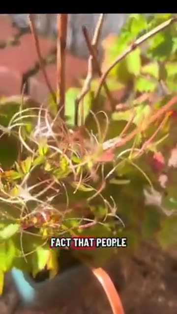 Did You Know That After The 1920s The USA And The UK Quietly Banned Copper Use In Gardening？