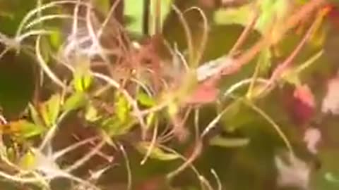 Did You Know That After The 1920s The USA And The UK Quietly Banned Copper Use In Gardening？