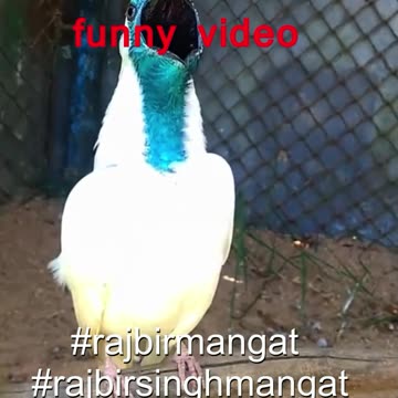Funny video