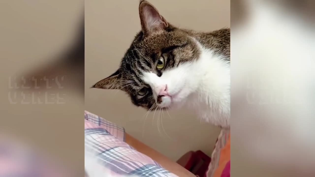 Funny Cat's 😹😹😹 ।। #cats #funnycats ।। Ep. 04