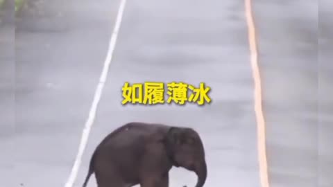 Poor baby elephant, he can't walk. People are looking, but there's something strange 😁 #shorts #uniquefacts