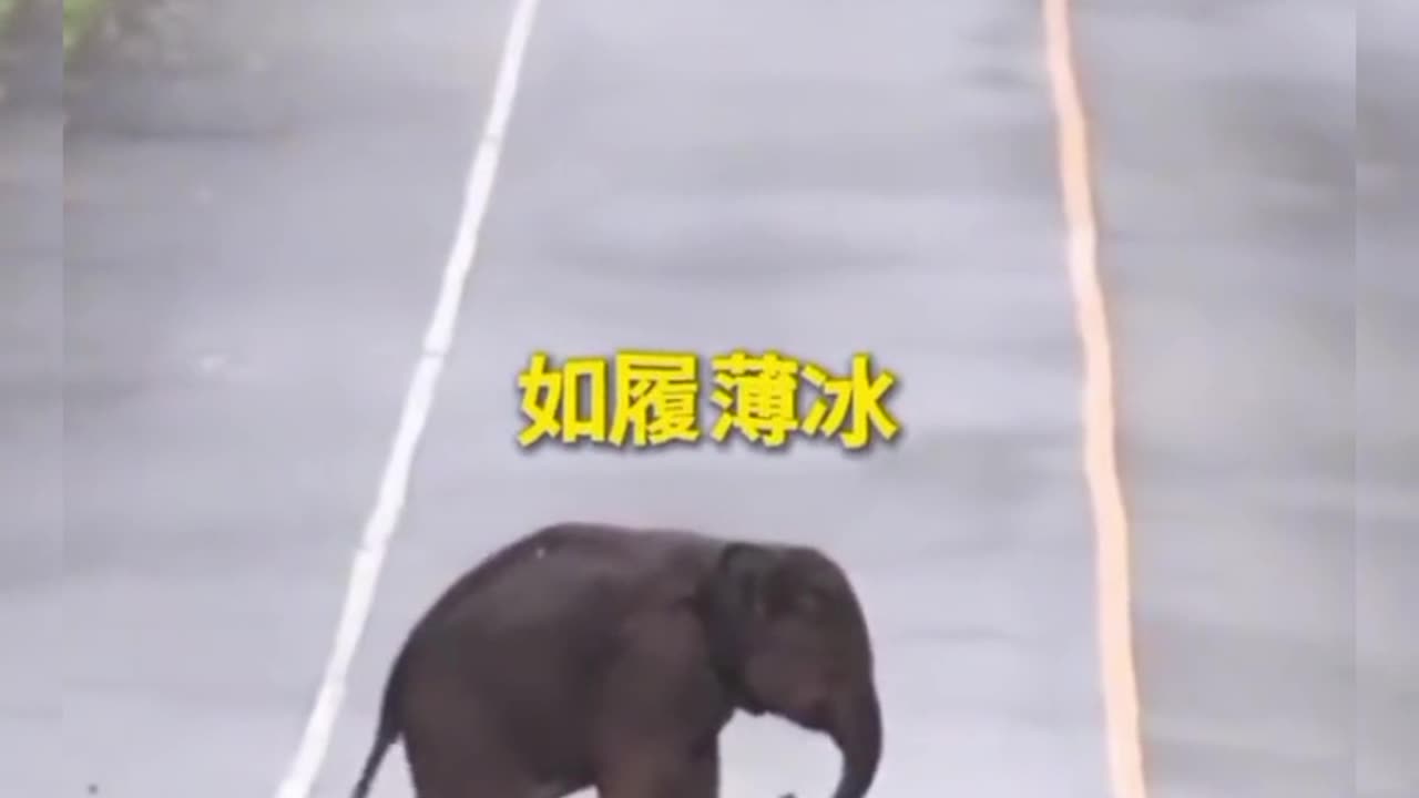 Poor baby elephant, he can't walk. People are looking, but there's something strange 😁 #shorts #uniquefacts