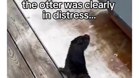 🤯✨ Sea Otter Asks for Help & Brings a Gift! | FeedMyCuriosity