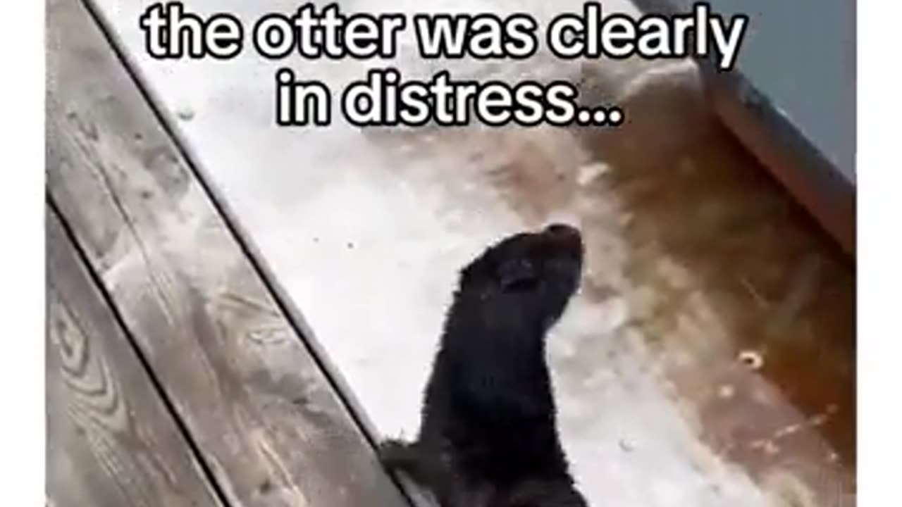 🤯✨ Sea Otter Asks for Help & Brings a Gift! | FeedMyCuriosity