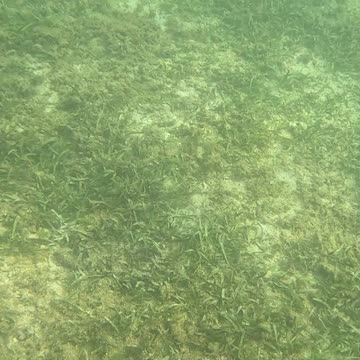 Snorkeling Through Serenity