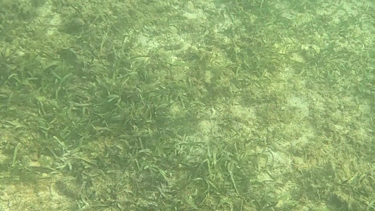 Snorkeling Through Serenity