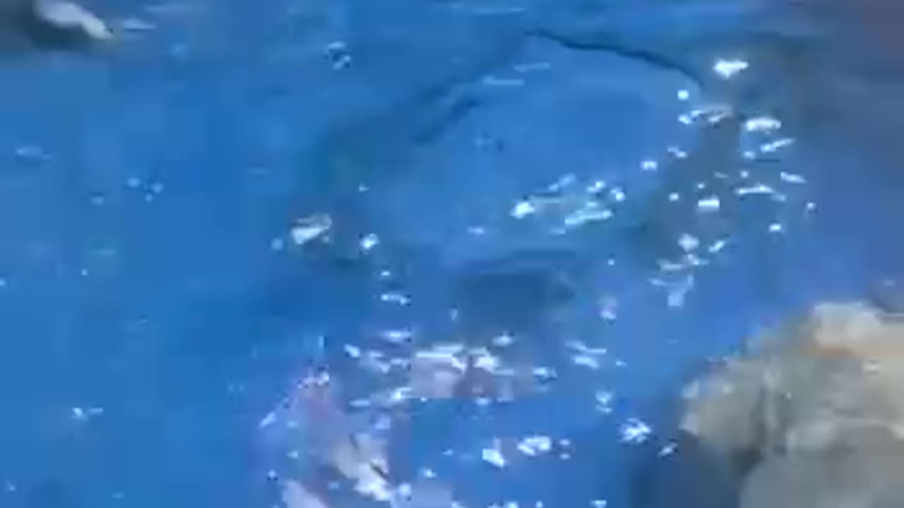 An unsuccessful escape attempt