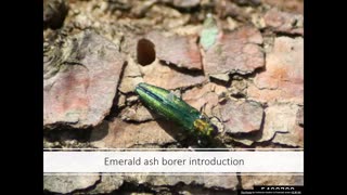 Alt-Tech S2 40 Emerald Ash Borer History