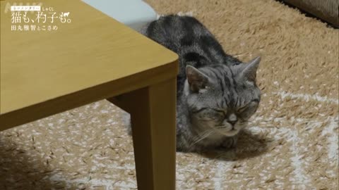 ネコメンタリー 猫も、杓子も。 田丸雅智とこさめ