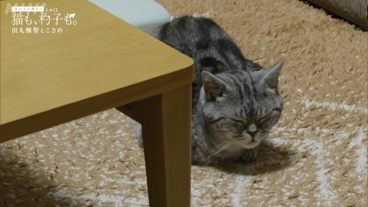 ネコメンタリー 猫も、杓子も。 田丸雅智とこさめ