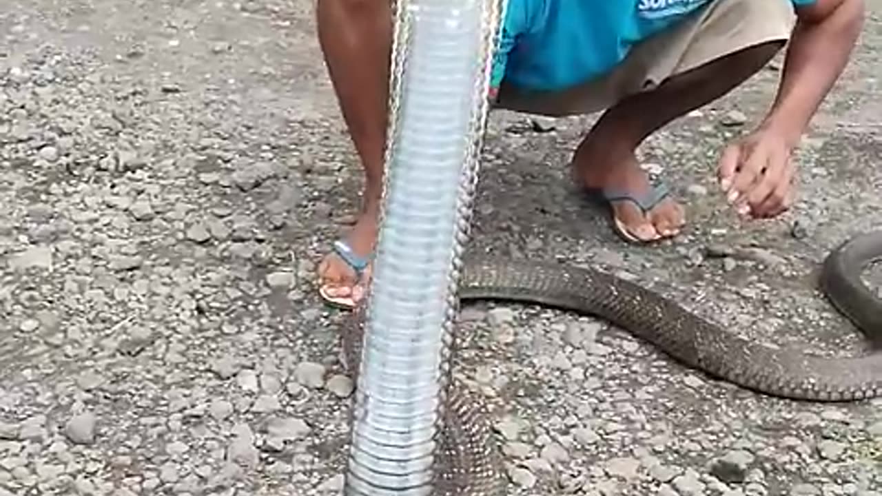 Funny animals