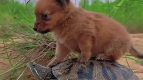 The dog's car will brake suddenly.