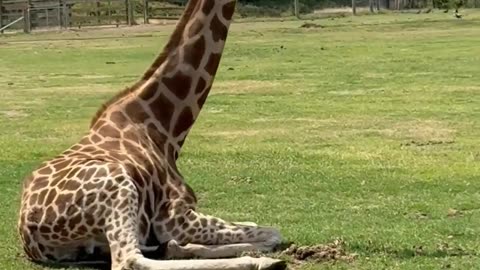 giraffe zoo video #animals