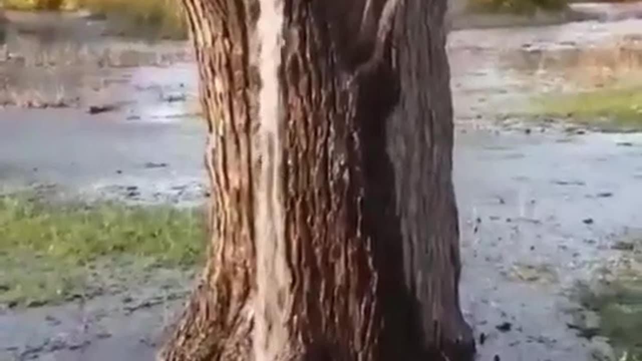 !! Water come tree !!