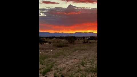 Off grid desert homestead wintering Moringa trees garden