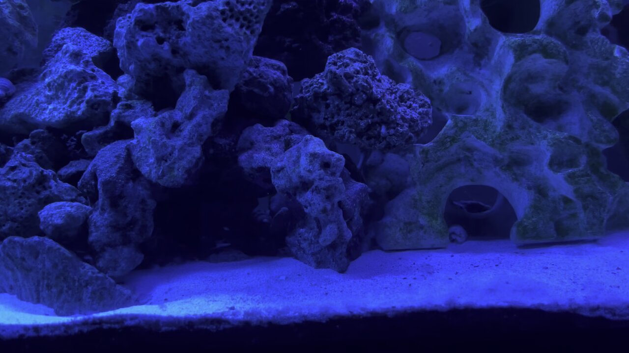 Peppermint Shrimp hiding in rock cave