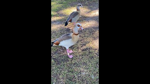 Two Egyptian Goose 🪿 #egyptiangoose #followme #shorts #viral #trending