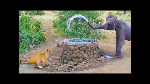 Elephant Sprays Water at Curious Lion!