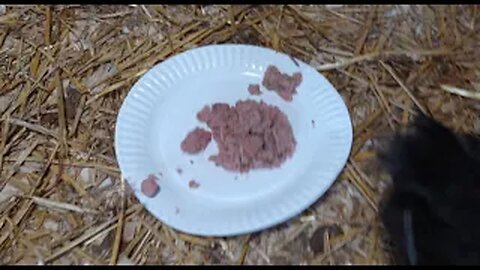 Pullets prove they can handle a good treat in short time. Tuna!