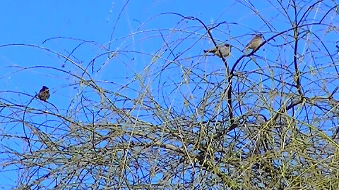 IECV NV #765 - House Sparrows Hanging Out In The Weeping Willow Tree 3-30-2019