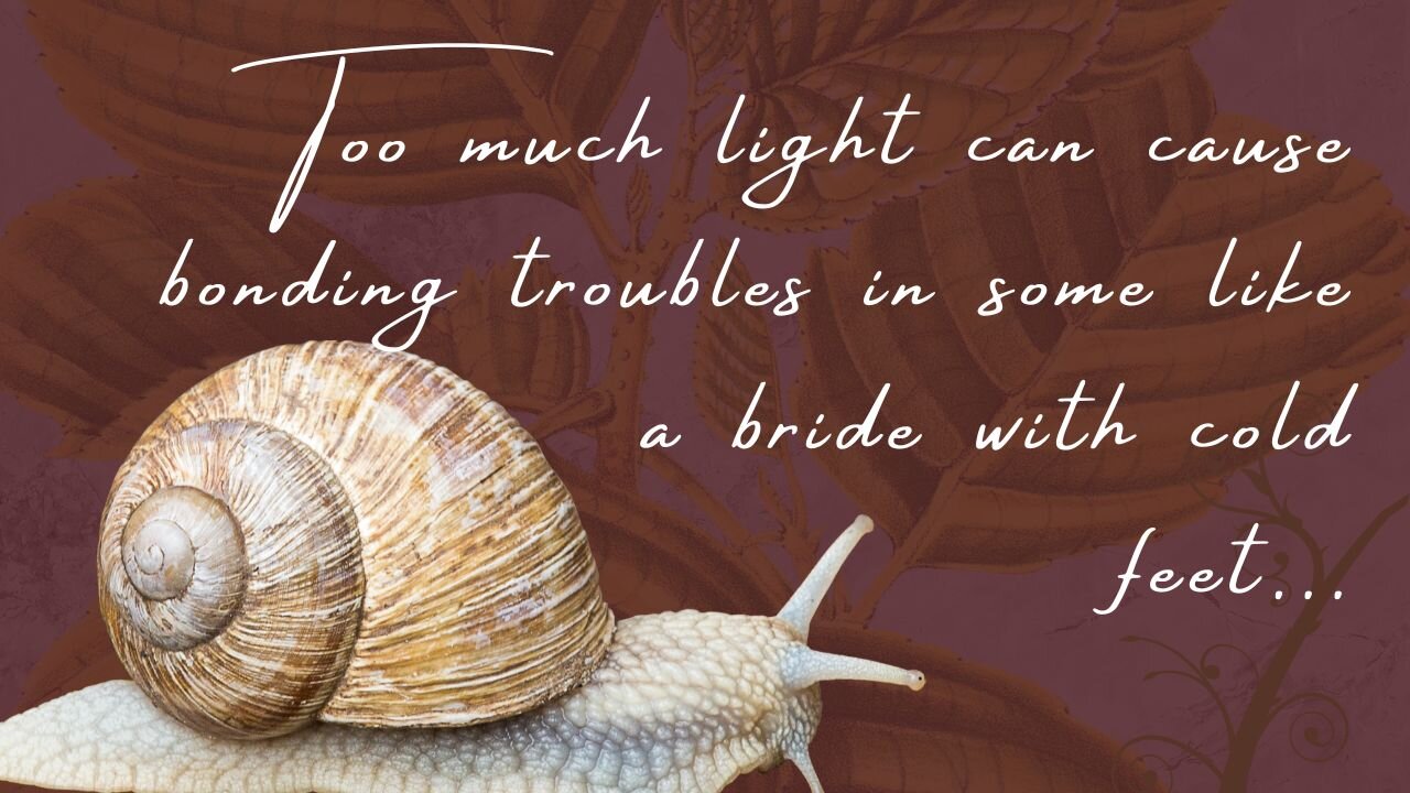 Too much light can cause bonding troubles (fear of commitment or abandonment) in some like a bride with cold feet...