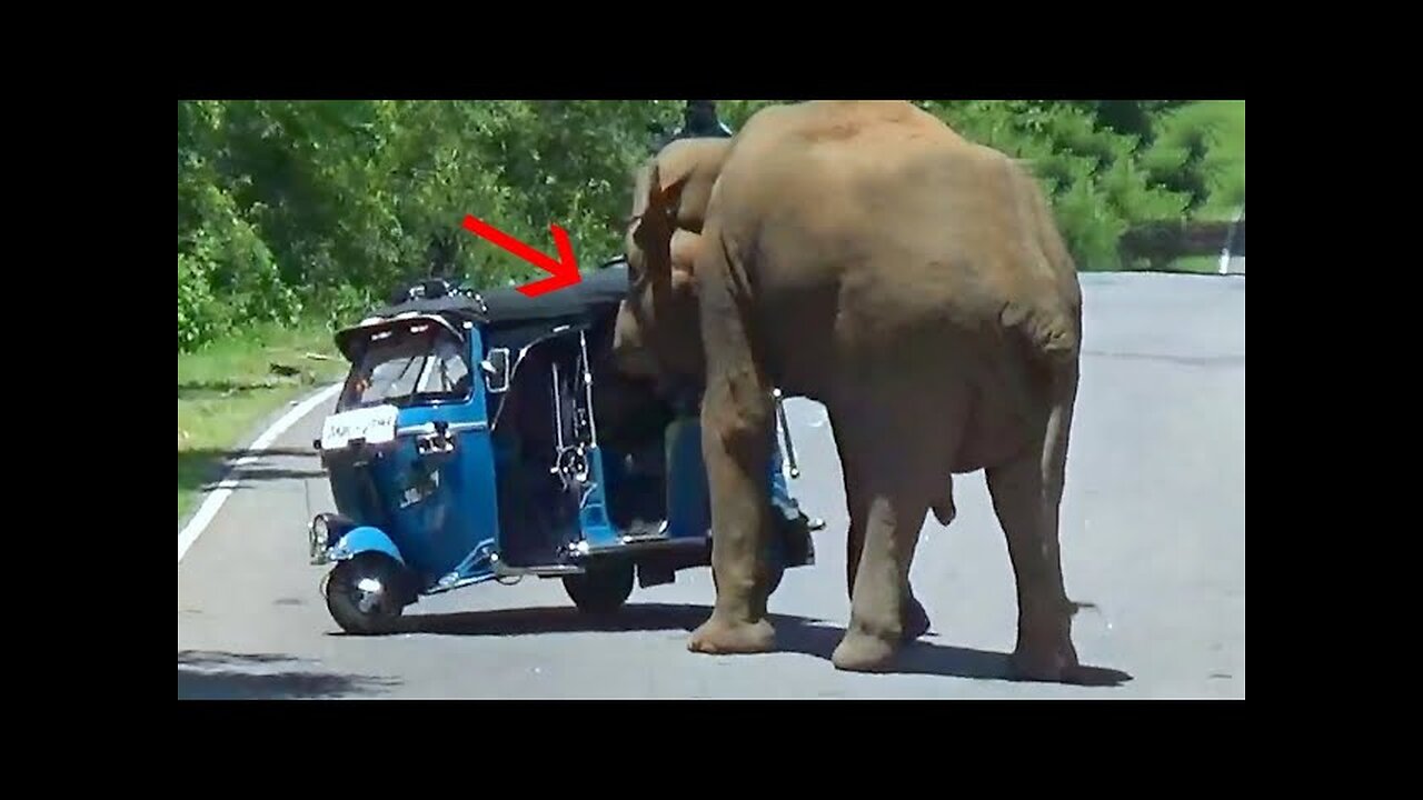 Asian Elephant attack Tuk Tuk