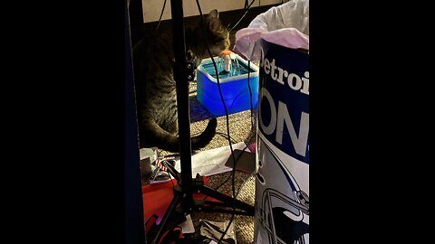 Cat loves water fountain