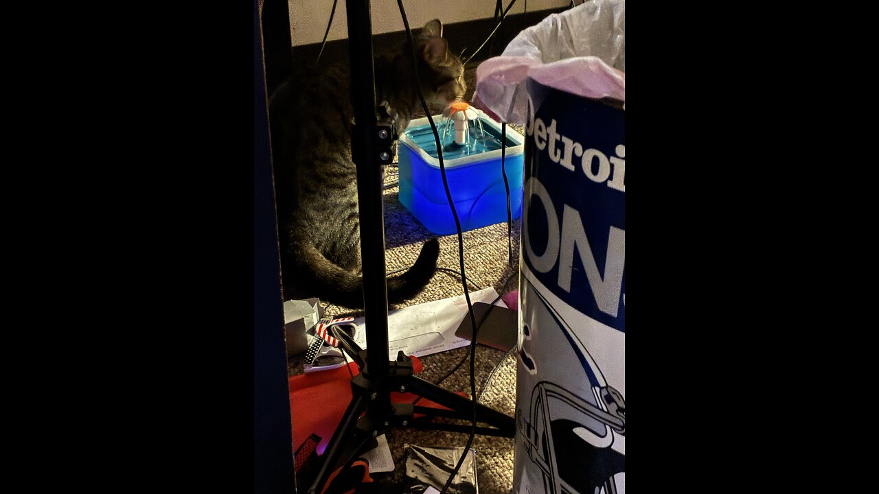 Cat loves water fountain