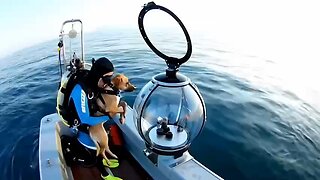 Love All Life Always #294 - Sure Hope This Is Not AI. How Cool Is This Dog's View Of The World Now?