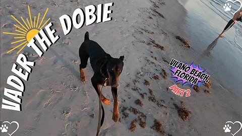 Doberman Sunrise Spectacle: Vader’s Vilano Beach Glow! Part 1 🐶🌅
