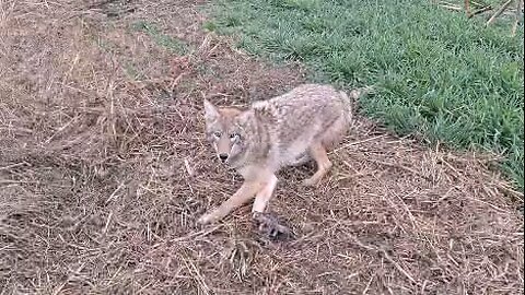 Christmas coyote in a Duke 550