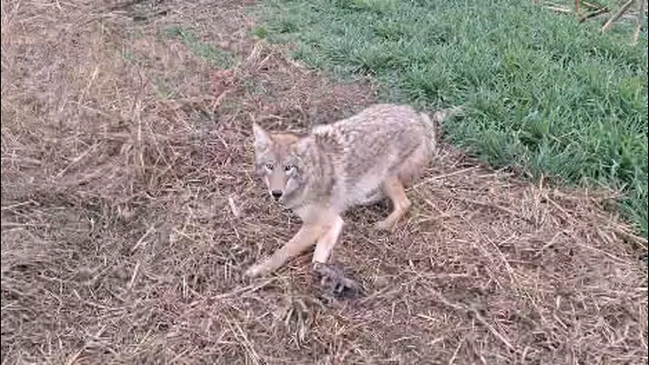 Christmas coyote in a Duke 550