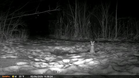 Deer Cam Rabbit With Something Reflecting In Back Eyes? 02-06-2026 Game Cam Trail Camera