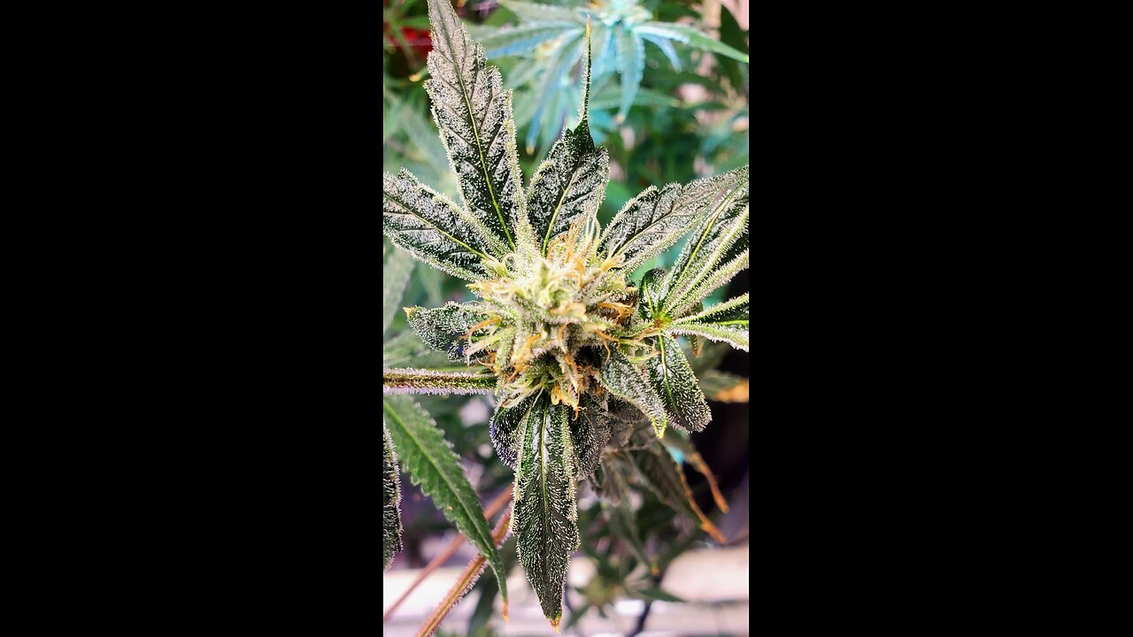 having fun week 8