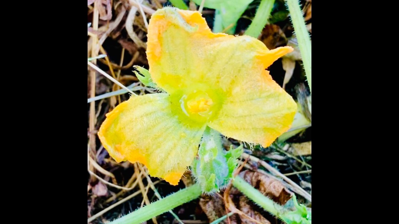 EDIBLE squash FLOWERS… FLOWERPOWER!