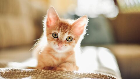 Cat Therapy 💝💖