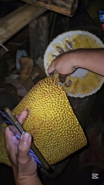 A perfectly ripe jackfruit. 👌 COLONIA DIVINA. 완벽히 익은 잭프루트