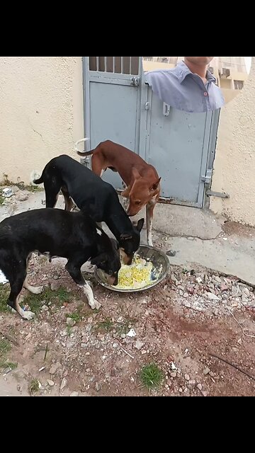 jivdaya mehsana Gujarat