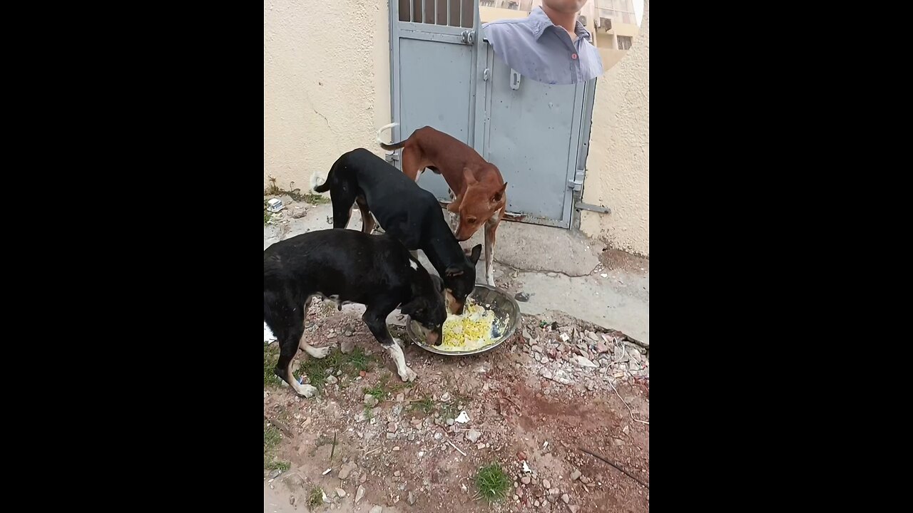 jivdaya mehsana Gujarat