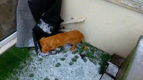 Daisy’s First Time in the Snow