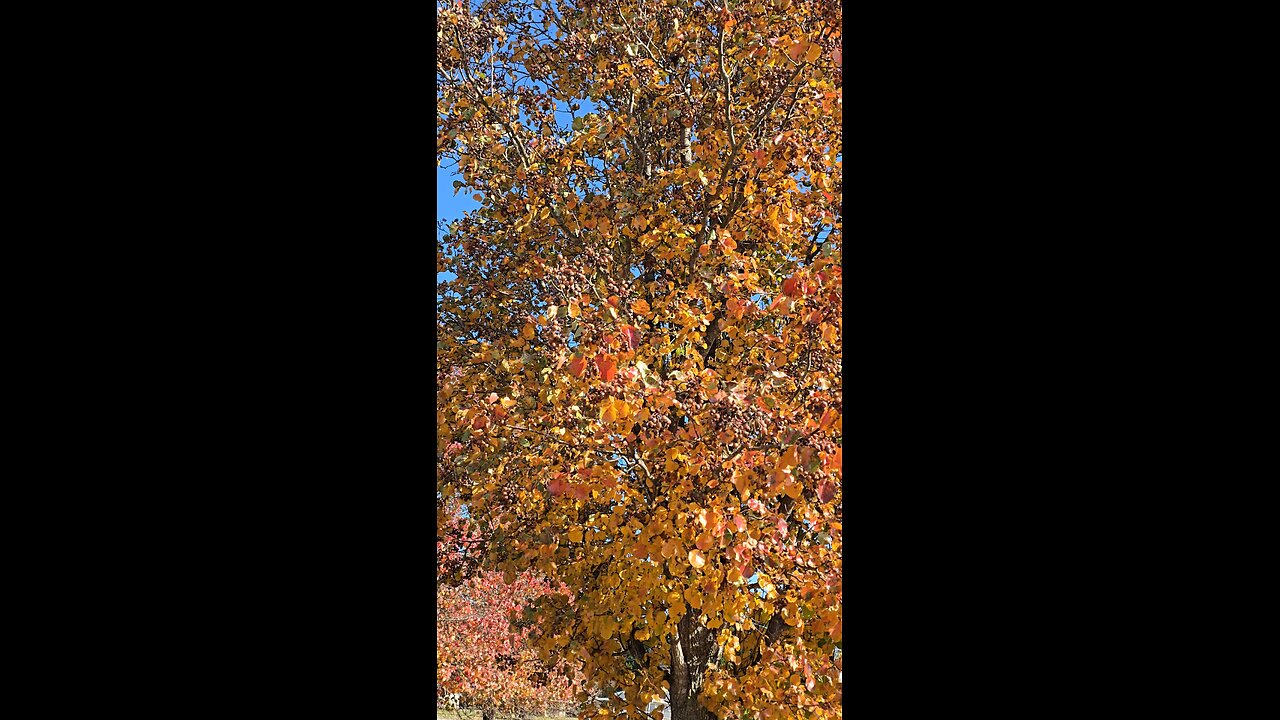 Fall Colors 11/20/25