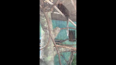 Two Primate and one of them is golden-headed