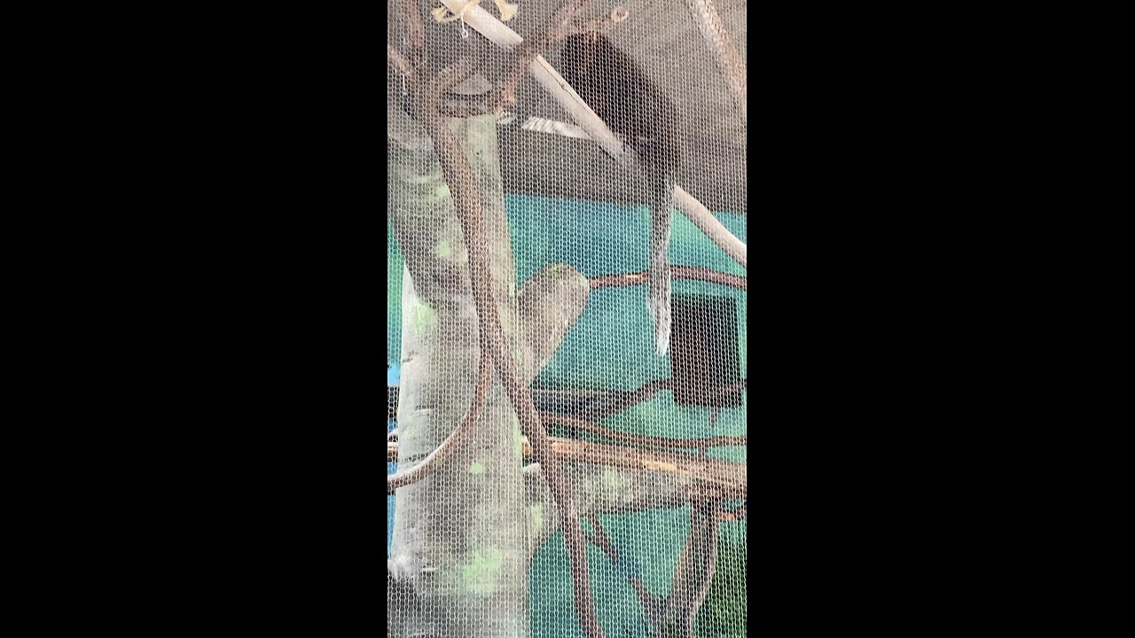 Two Primate and one of them is golden-headed