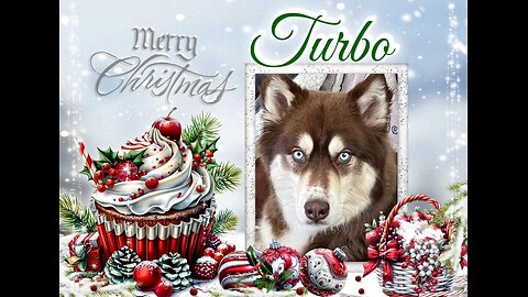 My Husky, My Best Friend - Christmas 2025