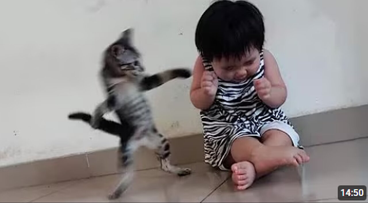 Cat Drama Level: 1000% 🤣🐱🔥