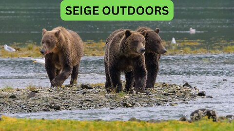 Katmai National Park Bear Feeding Live Stream!