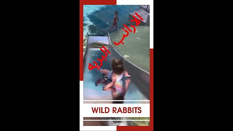 #الارانب_البريه