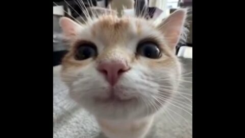 Cat Music Vid 2 (Silly Kitties)